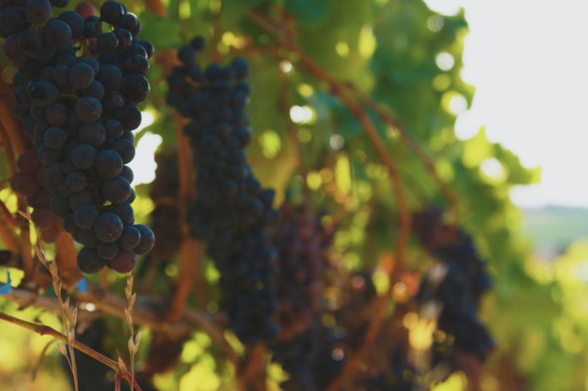 HomeSt Monica Institute Archdiocese of Toronto